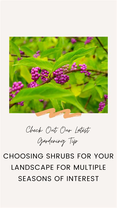 Choosing Shrubs For Your Landscape Shrubs Planting Flowers Landscape