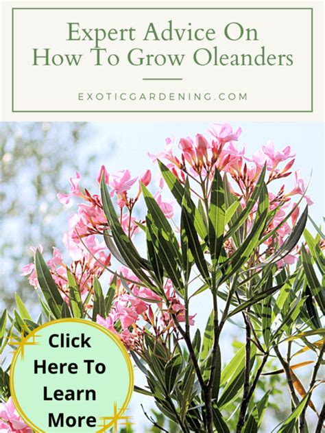 Expert Advice On How To Grow Oleanders Story Exotic Gardening