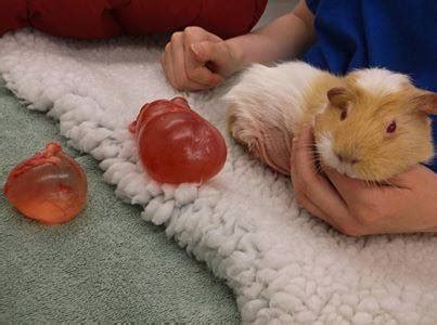 Cysts and disorders of the hair. ‪A ginormous pair of... - Cavy Savvy Guinea Pig Community ...