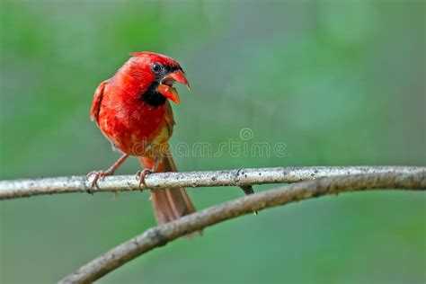 Male Northern Cardinal Stock Image Image Of Bird Wildlife 17596909
