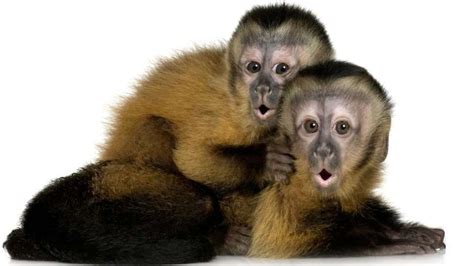 Las Inesperadas Lecciones Económicas Que Nos Pueden Enseñar Los Monos