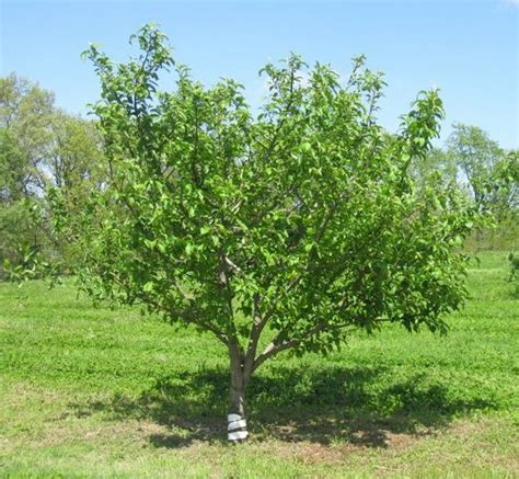 Fruit trees have to grow and mature before they are capable of flowering and fruiting. Pin on Garden - Plan It