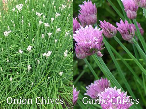 Garlic Chives Vs Chives Honest Seed Co