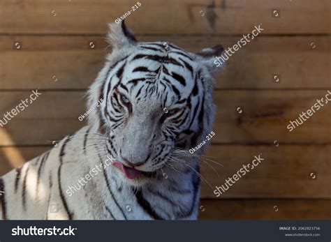 Female White Bengal Tiger Blue Eyes Stock Photo 2062823756 Shutterstock