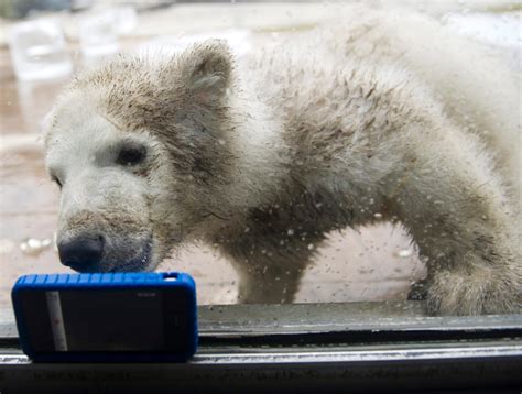 Toronto Zoo Says Only One Of Three Polar Bear Cubs Born On Weekend