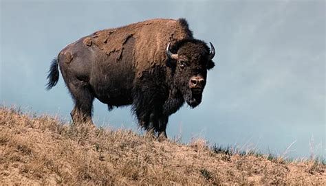 New Ken Burns Film Explores History Of The American Buffalo Morty S TV