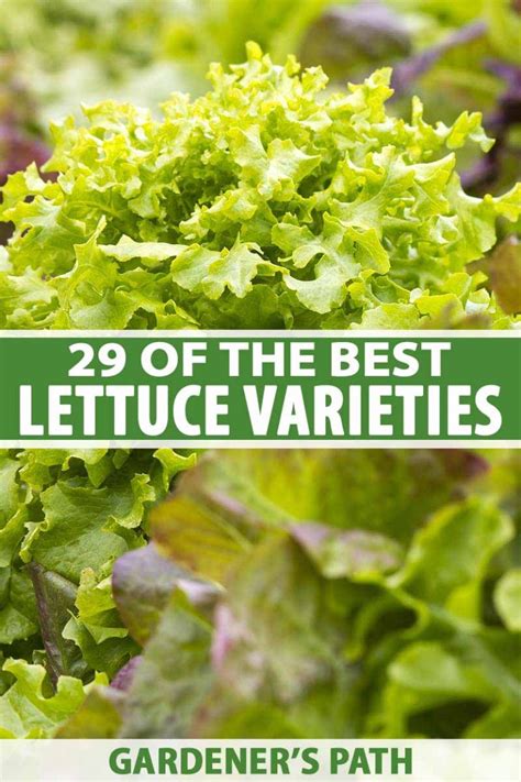 29 Of The Best Lettuce Varieties For Your Garden Gardeners Path