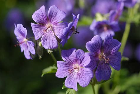 The Best Geranium Varieties For Your Garden
