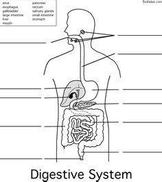 1000+ images about Body systems on Pinterest | Human ...