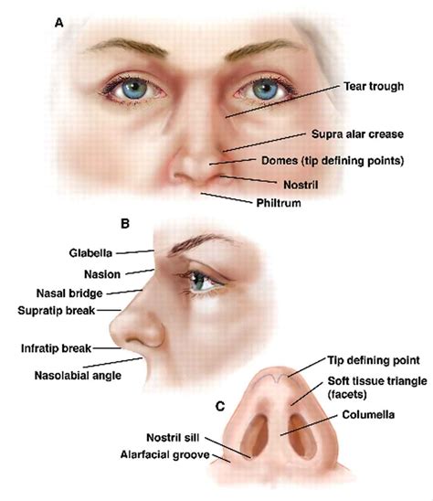Human Anatomy Nose Diagram - Health Images Reference