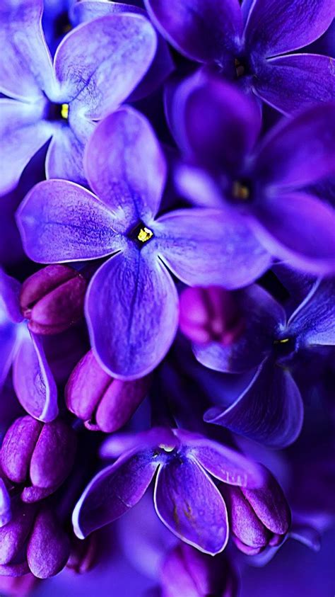Lilac Aesthetic Flowers Blue Flower Wallpaper Purple