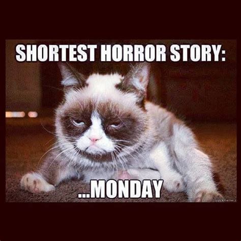 2324 Best Grumpy Cay Memes Images On Pinterest Cat Memes Cats Humor
