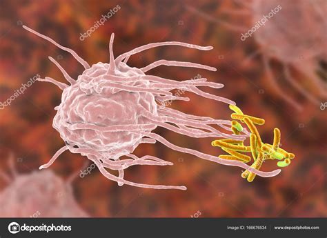 Macrophage Engulfing Tuberculosis Bacteria Stock Photo By ©katerynakon