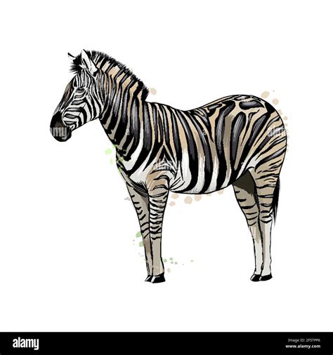 Zebra From A Splash Of Watercolor Colored Drawing Realistic Vector