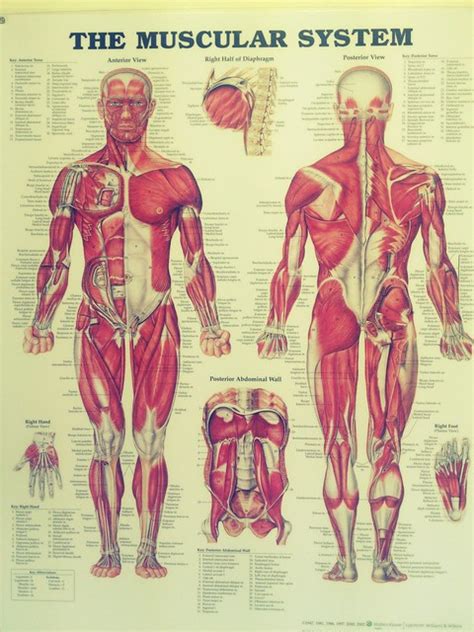 Muscle diagrams are a great way to get an overview of all of the muscles within a body region. photo