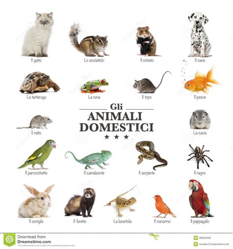These european dog names will help you. Poster of pets in italian stock photo. Image of chameleon ...