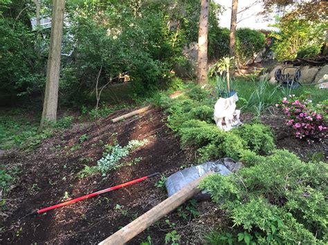 Innovative staircase is made of birch steps that hold on to the tree trunk with straps and grip its side with thick neoprene pads. Groundcover recommendation in slope yard, zone 6 : landscaping
