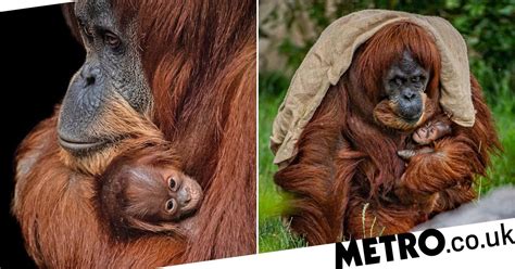 Critically Endangered Baby Orangutan Born At Chester Zoo Metro News