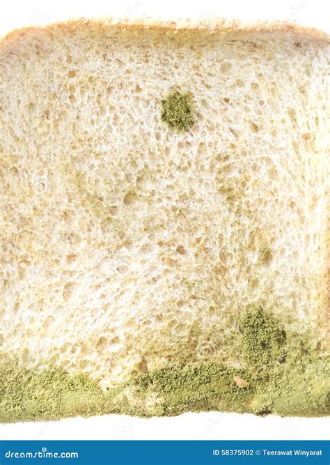 Mold On Bread Isolated Stock Photo Image Of Cool Biology 58375902