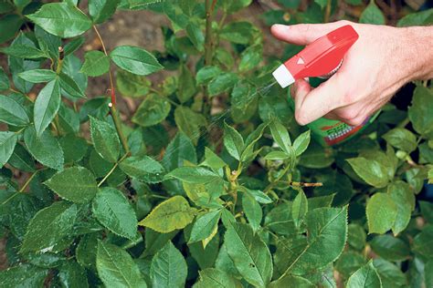 Firstly, straight after your winter pruning is completed, apply a please can you outline a spraying schedule for roses. Spraying roses | Vicksburg Radio