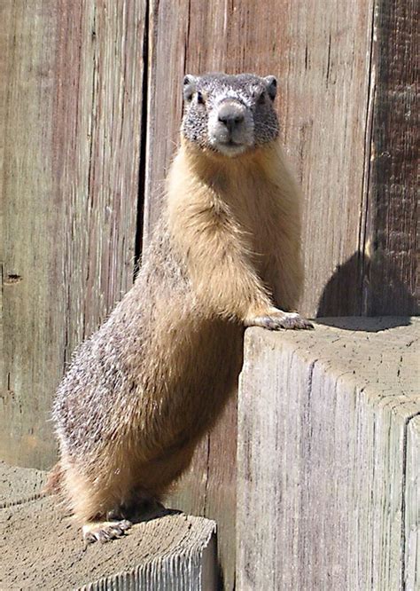 The Marmots of British Columbia - Wildlife in Canada | hubpages
