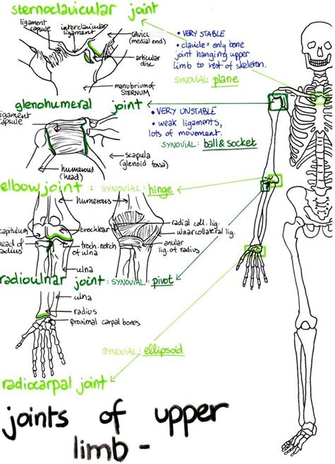 Musculoskeletal System Basic Anatomy And Physiology Musculoskeletal