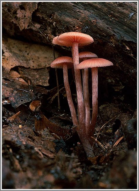 Unbekannter Pilz (Forum für Naturfotografen)