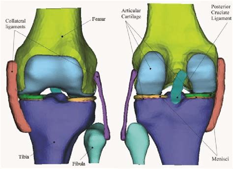 3d Knee Joint Model A Anterior View B Posterior View Download