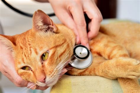 Fiv Feline Immunodeficiency Virus Diseases And Conditions