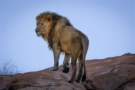 Images Gratuites Mammifère Vertébré Faune Lion Animal Terrestre