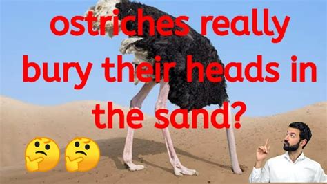 Ostriches Really Bury Their Heads In The Sand Amazing