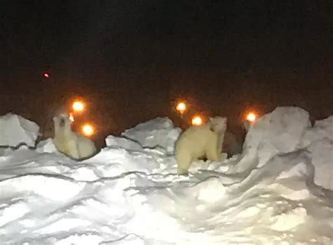 Hungry Polar Bears Look For Food At Alaska Airport Cbs News