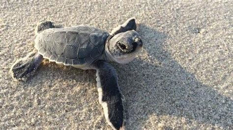 Endangered Green And Loggerhead Turtles Make Comeback