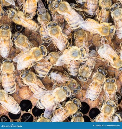 Close Up Of Varroa Mite On Honeybee Stock Image Image Of Role Close