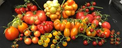 It turns out we can finally put this debate to those in favor of labelling tomatoes as vegetables point to the culinary uses of the tomato as their key piece of evidence. Gene variant that makes plump, juicy tomatoes identified ...
