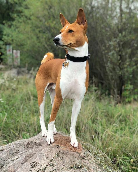 14 Facts About Basenji Dogs Petpress