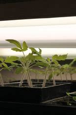 Tomato seedlings grown under t 0 or control treatment showed the shortest stem and the highest shoot diameter. Leggy tomatoes | PennLive.com