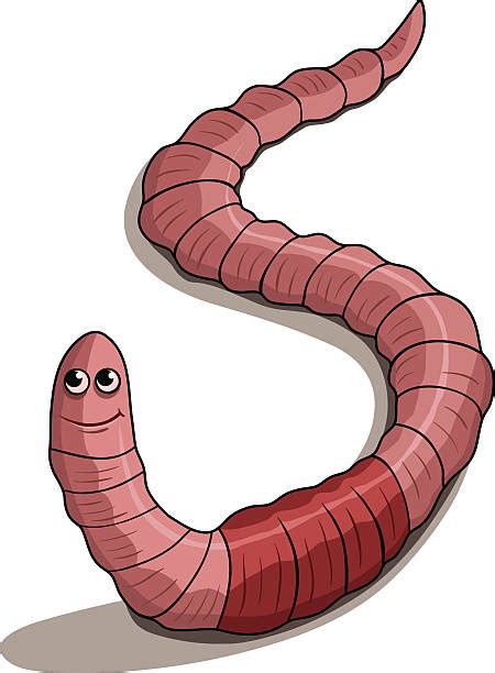 Royalty Free Earthworm Clip Art Vector Images And Illustrations Istock