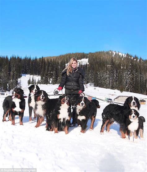 Sophie Monk Takes Bernese Mountain Dogs For A Walk Daily Mail Online