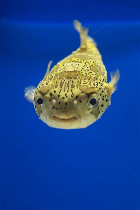 17 Best Images About Fish Pufferfish On Pinterest Fish