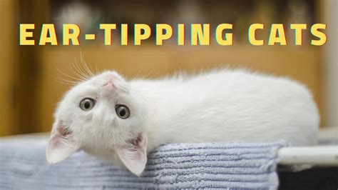 Ear Tipping Cats What It Is And Why Its Done Youtube