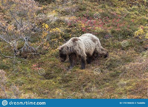 Grizzly Bear In Denali National Park In Autumn Stock Image Image Of