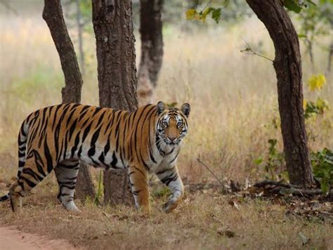Bandhavgarh National Park Bandhavgarh Tiger Reserve Its Wildlife