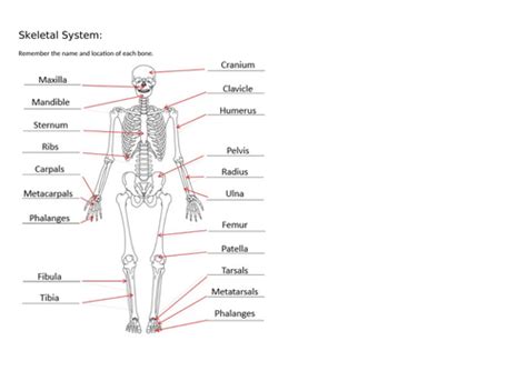 Skeletal System Edexcel Gcse Pe 9 1 Teaching Resources