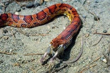 See full list on livescience.com Snake Facts - Jaws!