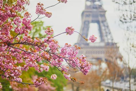 Scenic View Of The Eiffel Tower With Cherry Blossom Trees In Bloom In