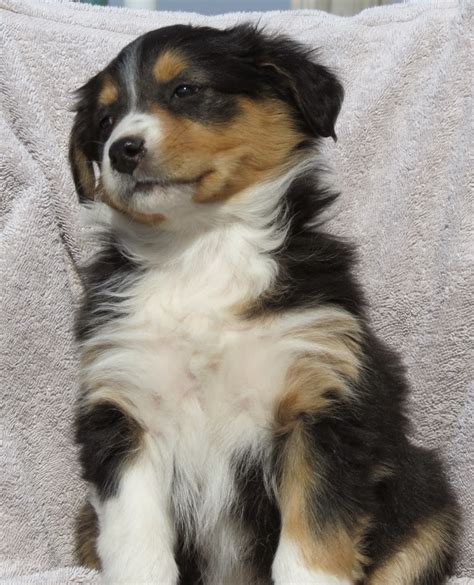 Directory of dog breeders with puppies for sale and dogs for adoption. Farm Collie Faithfull: Introducing the English Shepherd ...