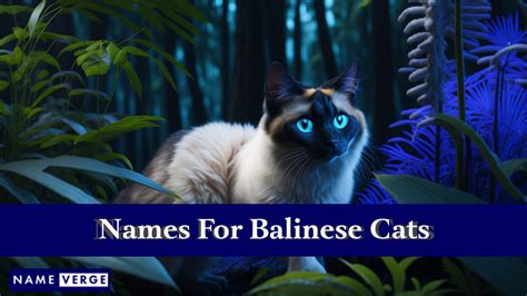 Balinese Cat Names 200 Unique Names For Balinese Cats