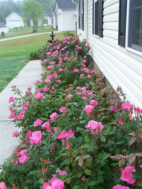 Maybe you would like to learn more about one of these? Pin on rose bushes landscape front yards