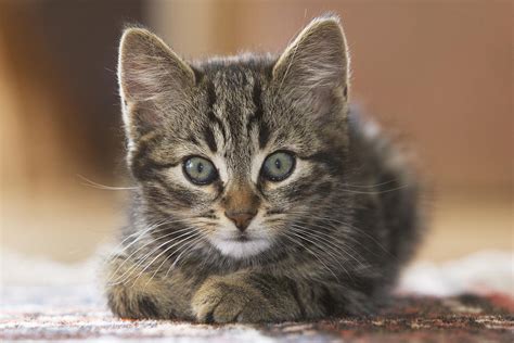 Domestic Cat Felis Catus Kitten Photograph By Konrad Wothe Fine Art